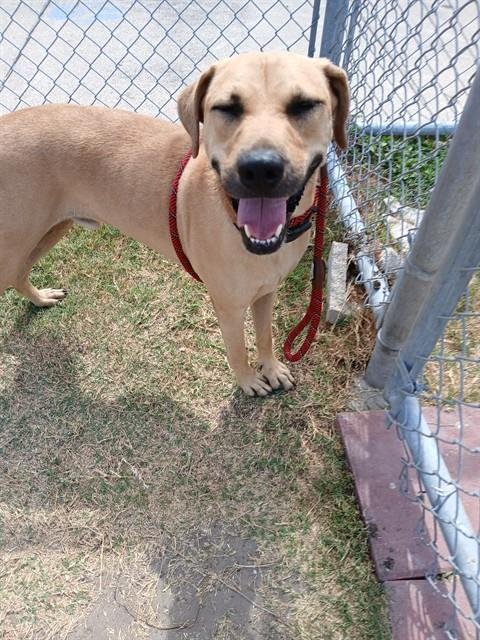SAMUEL - Black Mouth Cur available for adoption