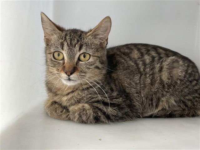 ANAKIN - Domestic Medium Hair available for adoption