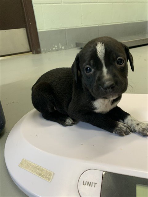 TIMBER - Labrador Retriever available for adoption