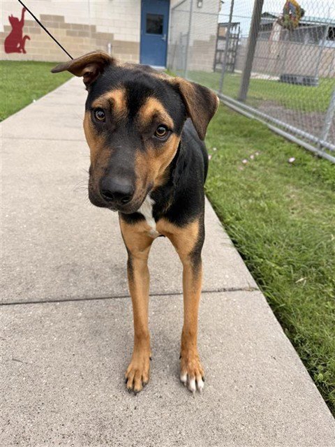 PEPA - American Pit Bull Terrier / Rottweiler available for adoption