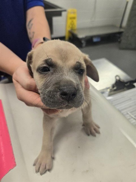 OBAMA - American Pit Bull Terrier available for adoption