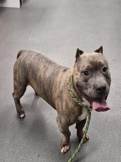 CASH - American Staffordshire Terrier available for adoption