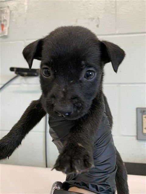 NEW YORK - Labrador Retriever available for adoption