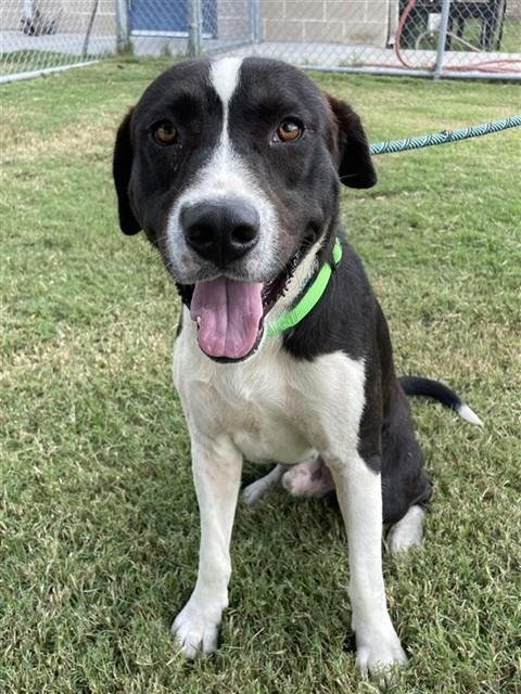JESTER - Labrador Retriever for adoption in Corpus Christi