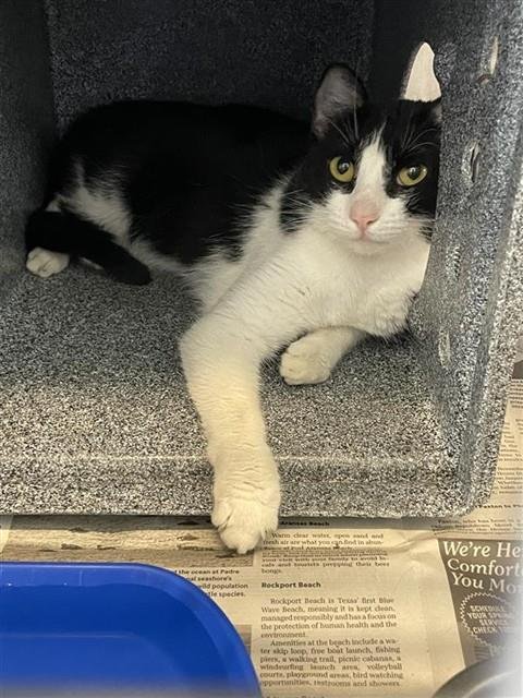 GOPHER - Domestic Short Hair available for adoption