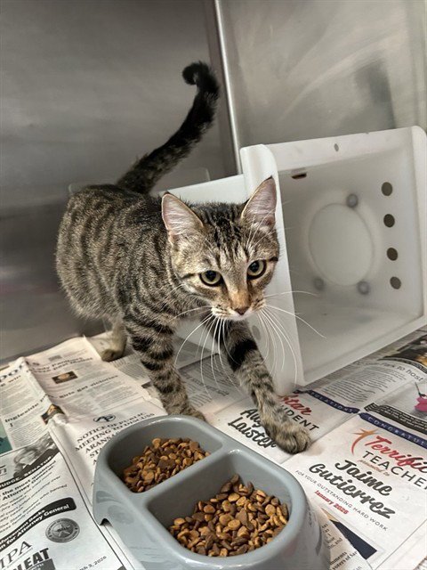 JANIS - Domestic Short Hair available for adoption