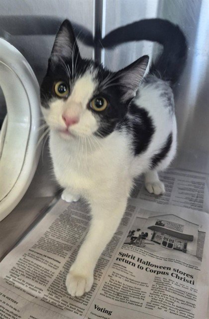 COOKIE - Domestic Medium Hair available for adoption