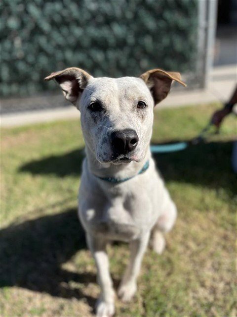 BEAR - Australian Cattle Dog/Blue Heeler available for adoption