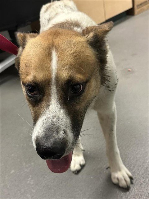 ROSCO - German Shepherd Dog available for adoption