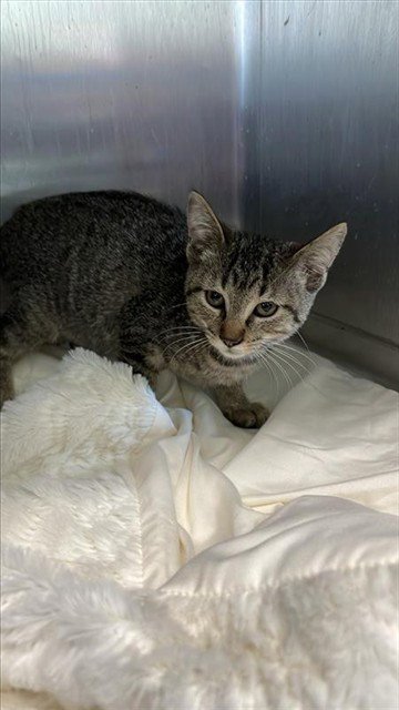 HOPE - Domestic Short Hair for adoption in Corpus Christi