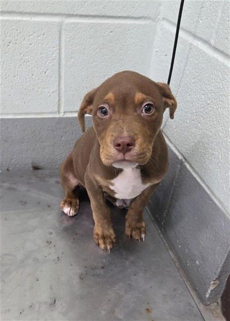 BORIS - American Pit Bull Terrier available for adoption