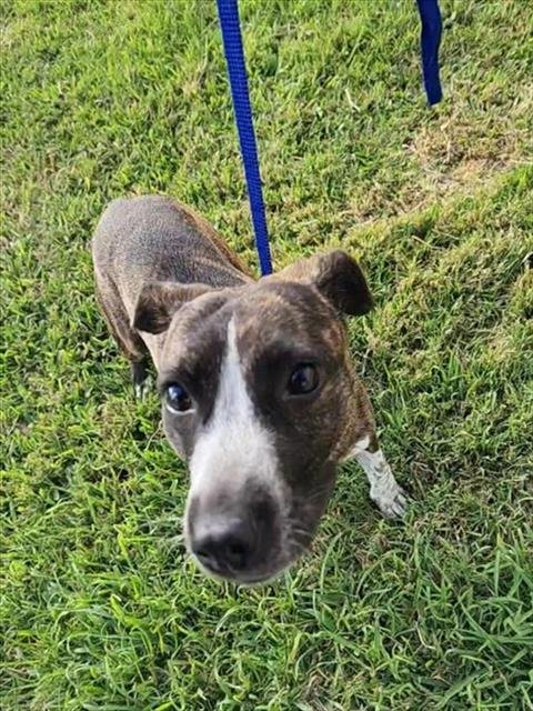 LEIA - Beagle available for adoption