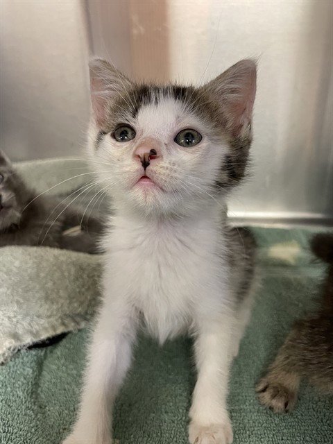 ORACLE - Domestic Short Hair available for adoption