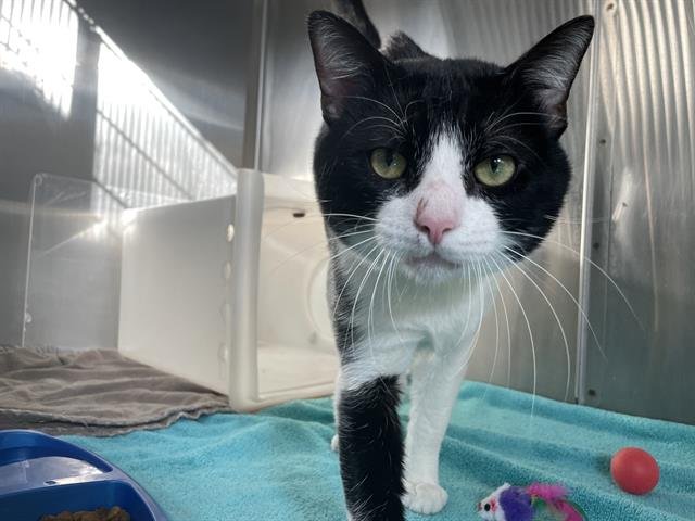 MJ - Domestic Short Hair available for adoption