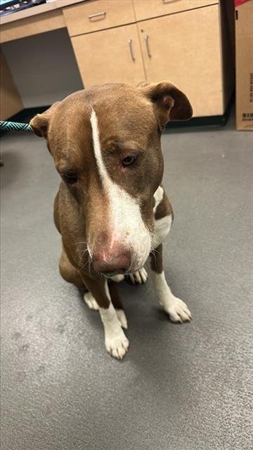 WEBER - American Pit Bull Terrier available for adoption