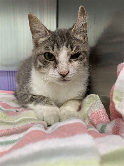 FIG - Domestic Short Hair available for adoption