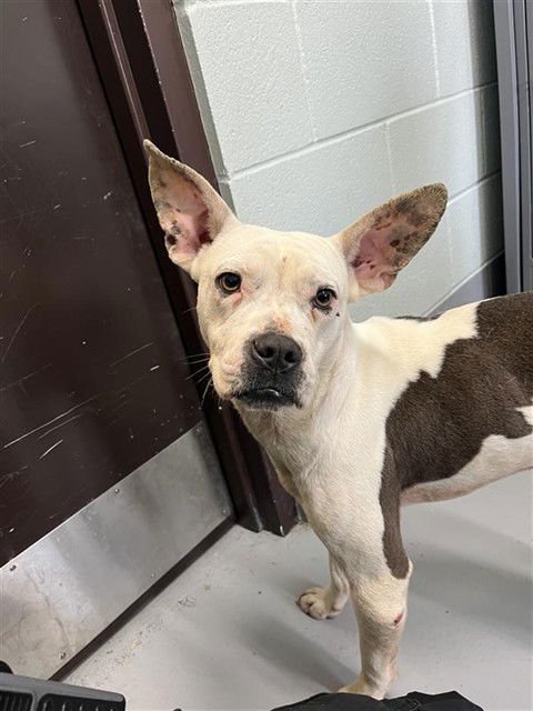 DIO - American Pit Bull Terrier available for adoption