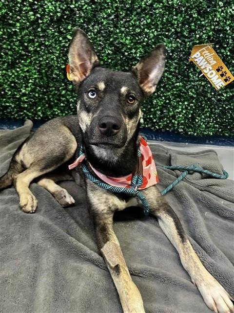 CAROLINA - German Shepherd Dog / Siberian Husky available for adoption