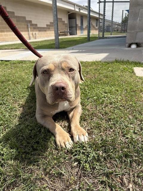 BONNIE - American Pit Bull Terrier available for adoption