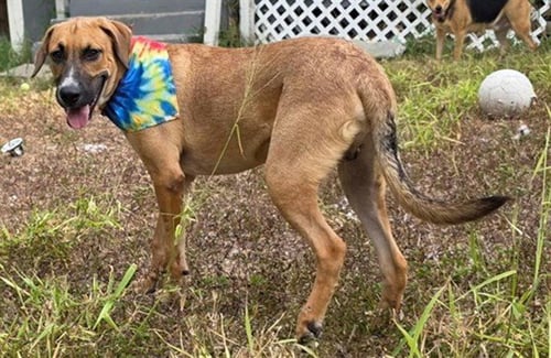 ANDREW - Black Mouth Cur available for adoption
