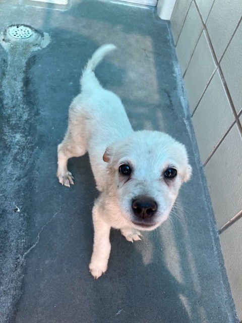 MAGIC - Labrador Retriever available for adoption