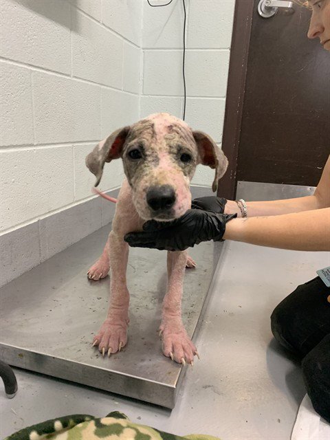 SAMMY - American Pit Bull Terrier available for adoption