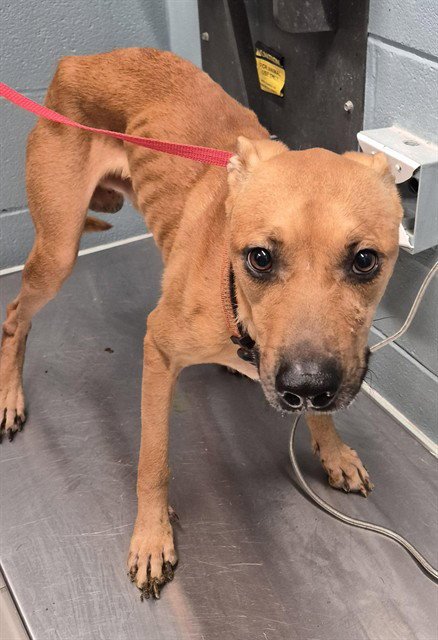 HOUDINI - Black Mouth Cur available for adoption