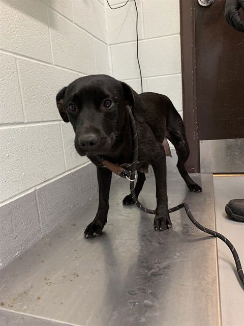 JULIETTE - Labrador Retriever available for adoption