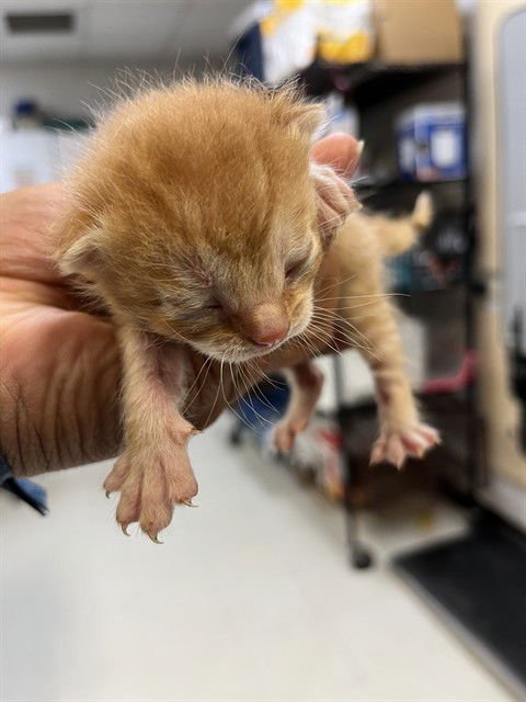 CARTMAN - Domestic Short Hair available for adoption