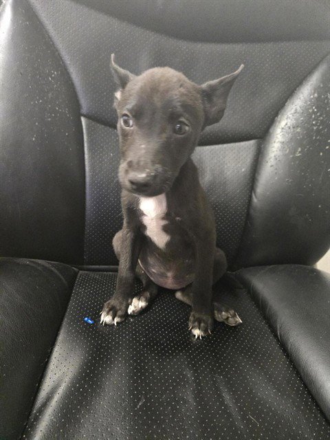 BLACK DALIAH - Labrador Retriever available for adoption