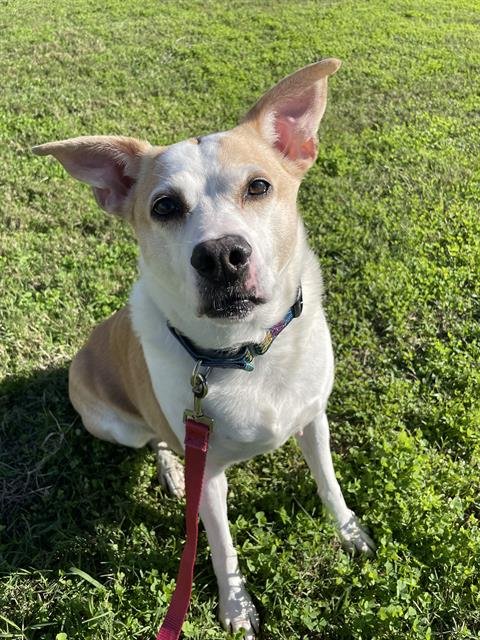 BAGLE - Rat Terrier available for adoption
