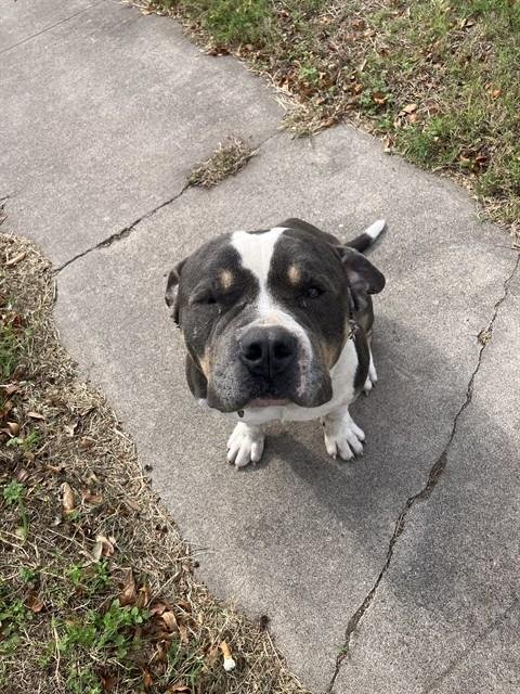 KANE - American Pit Bull Terrier available for adoption