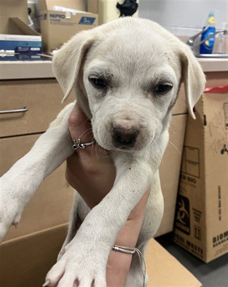 CASPER - American Pit Bull Terrier available for adoption