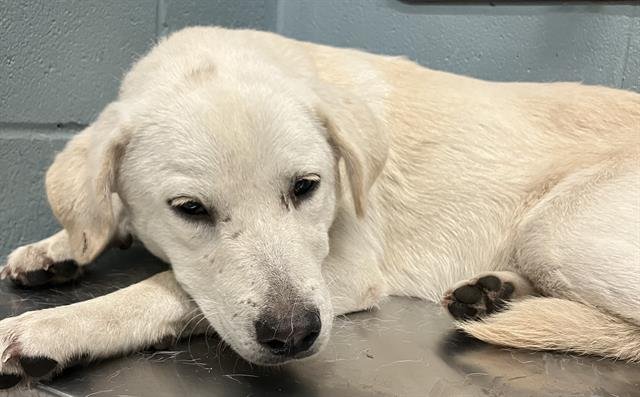SLIM SHADY - Labrador Retriever available for adoption