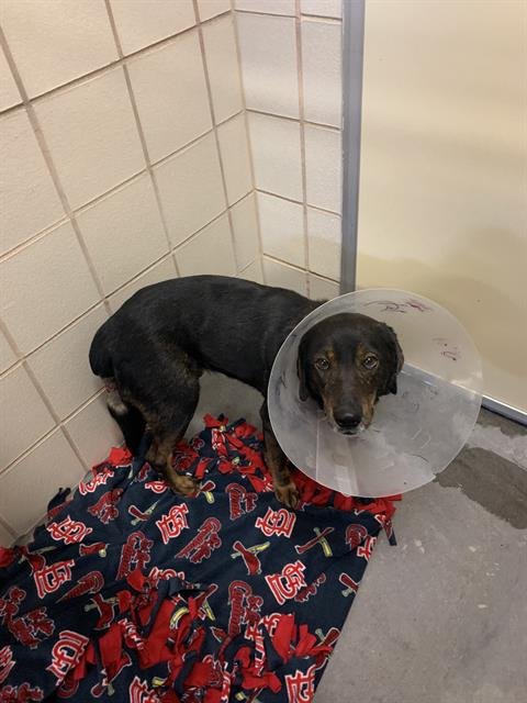 ANDY - Dachshund available for adoption