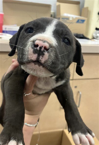 JOEY - American Pit Bull Terrier available for adoption