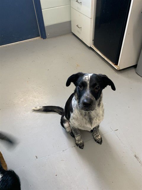 JAKE - Australian Cattle Dog/Blue Heeler available for adoption