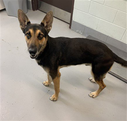 SUMMIT - German Shepherd Dog available for adoption