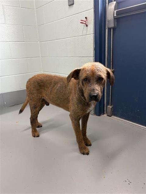 HOUSTON - Labrador Retriever available for adoption