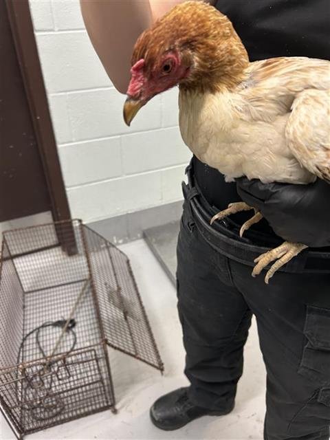 CHICKEN #17 - Chicken available for adoption