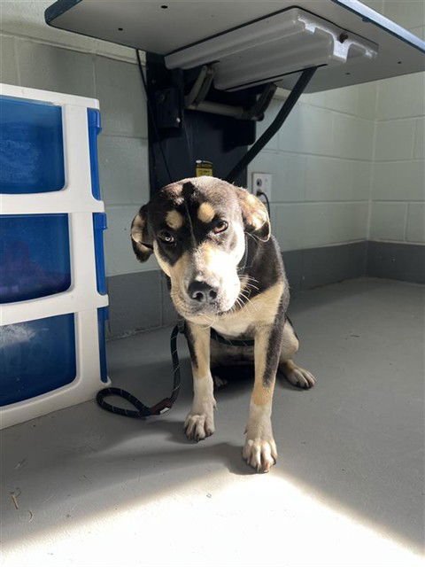 PRETTY GIRL - German Shepherd Dog / Husky available for adoption