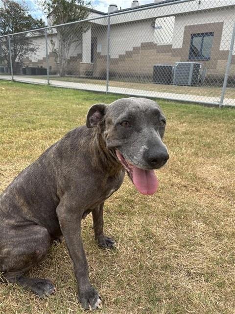 PENELOPE - American Pit Bull Terrier available for adoption