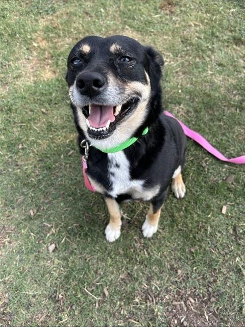 KELLY - Australian Kelpie available for adoption