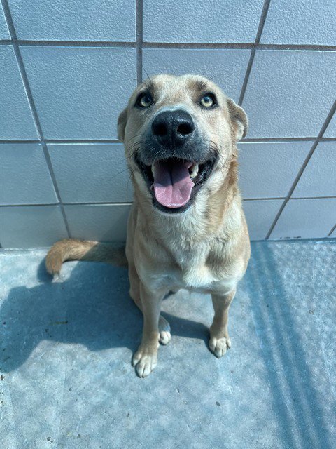 LEMON - Carolina Dog available for adoption