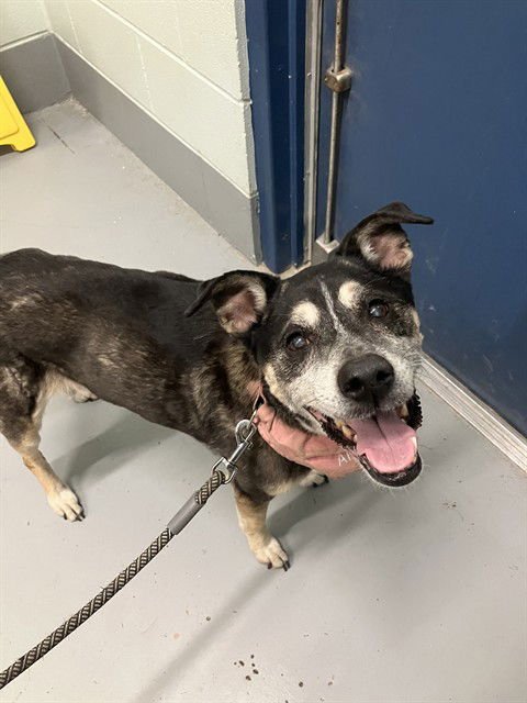 PENNY - German Shepherd Dog for adoption in Corpus Christi