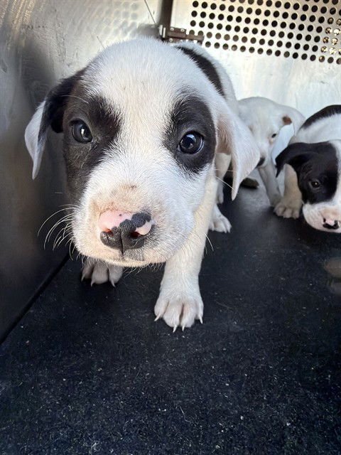 RAY - American Pit Bull Terrier available for adoption