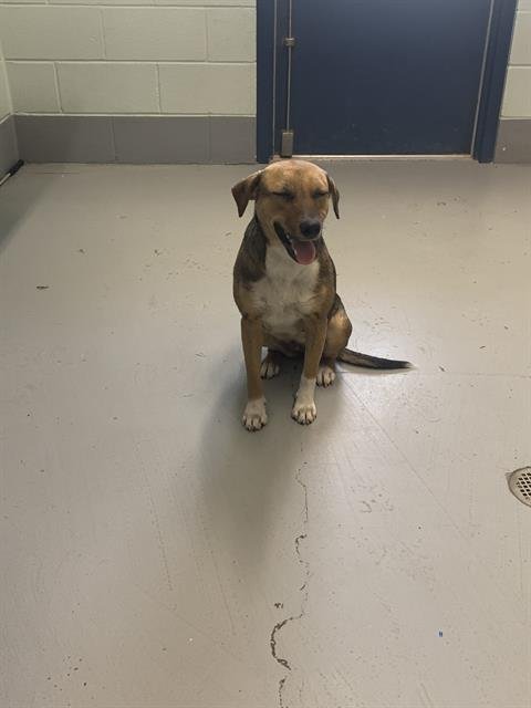 CHICA - Rat Terrier / Harrier for adoption in Corpus Christi