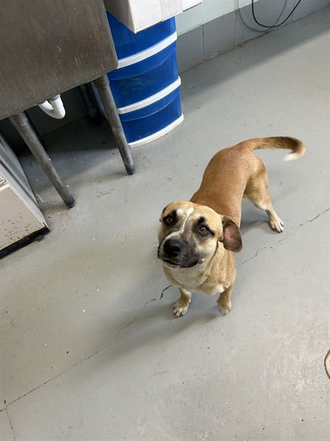 FIZZ - Rat Terrier available for adoption