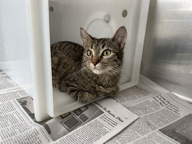 COSMIC - Domestic Medium Hair available for adoption