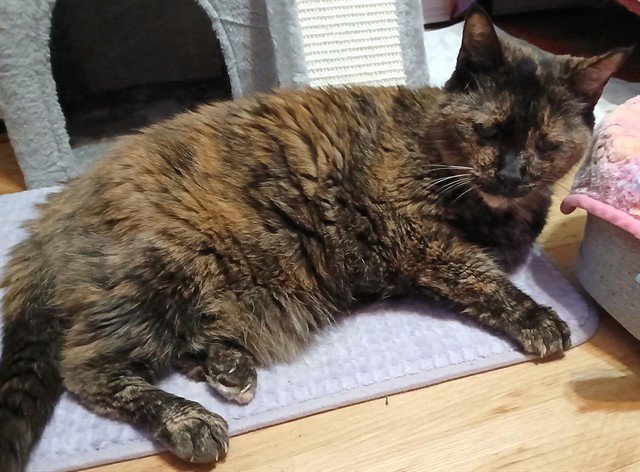 MITSY Image